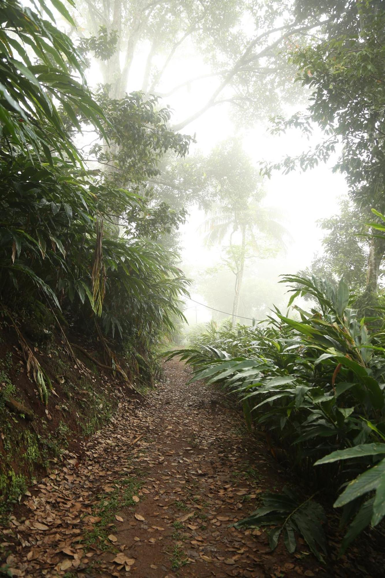 Spice Forest Plantation Homestay, Thekkady Vandiperiyār Buitenkant foto
